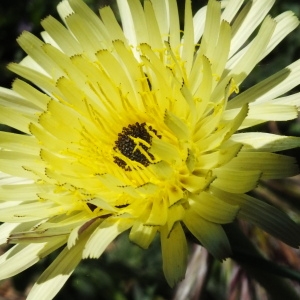 Photographie n°70588 du taxon Urospermum dalechampii (L.) Scop. ex F.W.Schmidt [1795]