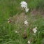  Michaël Martinez - Silene latifolia subsp. alba (Mill.) Greuter & Burdet [1982]