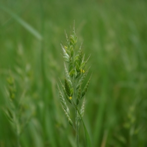 Photographie n°70637 du taxon Bromus mollis L. [1762]