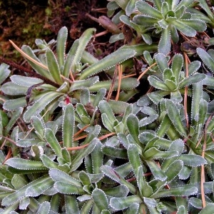 Photographie n°70640 du taxon Saxifraga cotyledon L. [1753]