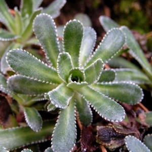 Photographie n°70641 du taxon Saxifraga cotyledon L. [1753]