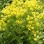  Alain Bigou - Euphorbia cyparissias L. [1753]