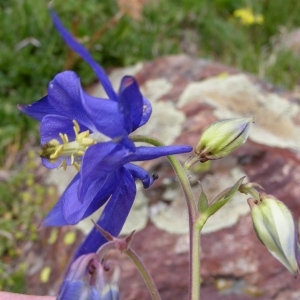 Photographie n°70663 du taxon Aquilegia pyrenaica DC. [1815]