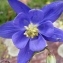  Alain Bigou - Aquilegia pyrenaica DC. [1815]