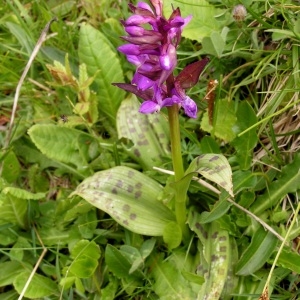 Photographie n°70670 du taxon Dactylorhiza majalis (Rchb.) P.F.Hunt & Summerh. [1965]