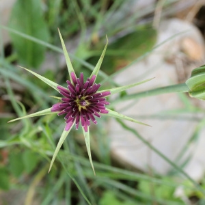 Photographie n°70685 du taxon Tragopogon porrifolius L. [1753]