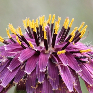 Photographie n°70686 du taxon Tragopogon porrifolius L. [1753]