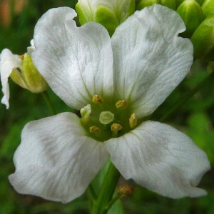 Cochlearia variifolia Salisb. (Cranson)