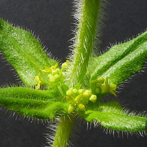 Photographie n°70692 du taxon Cruciata laevipes Opiz [1852]