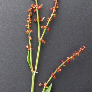 Photographie n°70698 du taxon Rumex acetosella L. [1753]