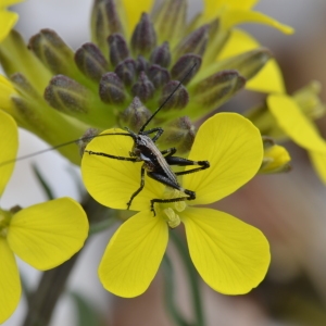 Erysimum ruscinonense Polatschek (Vélar de Provence)