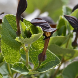 Photographie n°70711 du taxon Aristolochia pistolochia L. [1753]