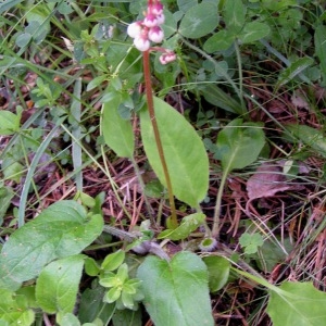 Photographie n°70738 du taxon Pyrola minor L. [1753]