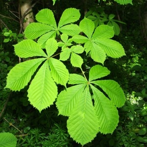 Photographie n°70740 du taxon Aesculus hippocastanum L. [1753]