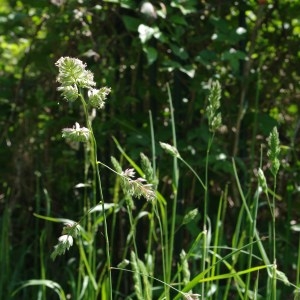 Photographie n°70745 du taxon Dactylis glomerata L. [1753]