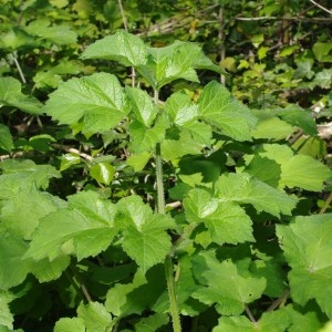 Photographie n°70746 du taxon Heracleum sphondylium L. [1753]