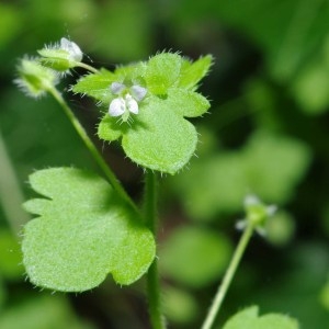 Photographie n°70757 du taxon Veronica hederifolia L. [1753]