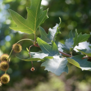 Photographie n°70758 du taxon Platanus orientalis L. [1753]