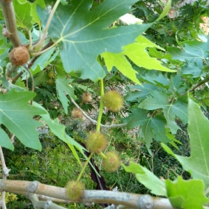 Photographie n°70760 du taxon Platanus orientalis L. [1753]