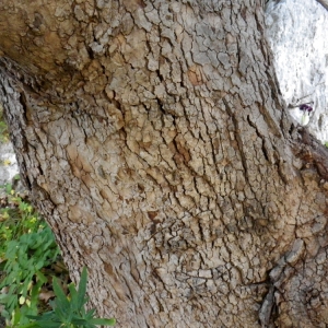 Photographie n°70761 du taxon Platanus orientalis L. [1753]