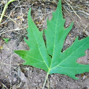 Photographie n°70763 du taxon Platanus orientalis L. [1753]