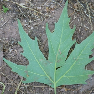 Photographie n°70764 du taxon Platanus orientalis L. [1753]