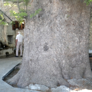 Photographie n°70766 du taxon Platanus orientalis L. [1753]