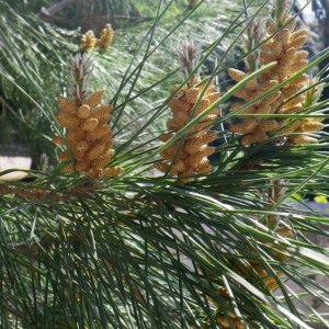 Photographie n°70769 du taxon Pinus brutia Ten. [1830]