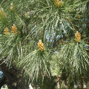 Photographie n°70771 du taxon Pinus brutia Ten. [1830]