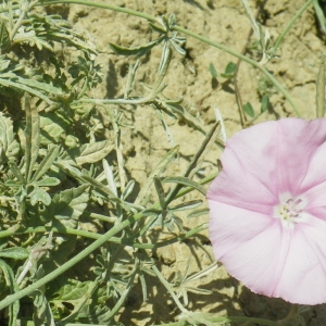  - Convolvulus elegantissimus Mill. [1768]