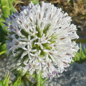 Echinops spinosissimus Turra