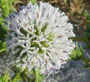 Liliane Roubaudi, le 30 avril 2012 (Crète (aéroport))