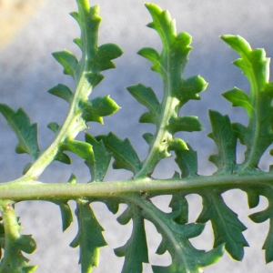 Scrophularia rutifolia Boiss. (Scrofulaire luisante)