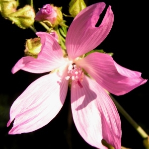 Photographie n°70793 du taxon Malva moschata L.