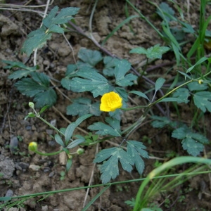 Photographie n°70800 du taxon Ranunculus repens L. [1753]