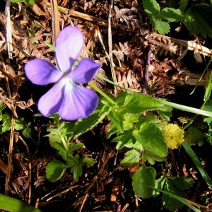 Photographie n°70807 du taxon Viola cornuta L. [1763]