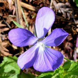 Photographie n°70808 du taxon Viola cornuta L. [1763]