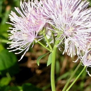 Photographie n°70814 du taxon Thalictrum aquilegiifolium L. [1753]