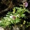  Alain Bigou - Vicia sepium L. [1753]