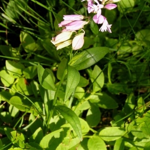 Photographie n°70821 du taxon Polygala vulgaris L. [1753]