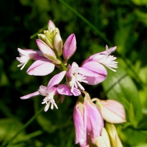 Photographie n°70822 du taxon Polygala vulgaris L. [1753]