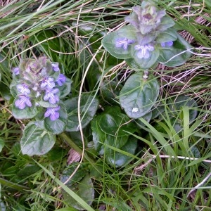 Photographie n°70828 du taxon Ajuga reptans L. [1753]