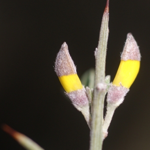 Calicotome villosa (Poir.) Link (Calicotome velu)