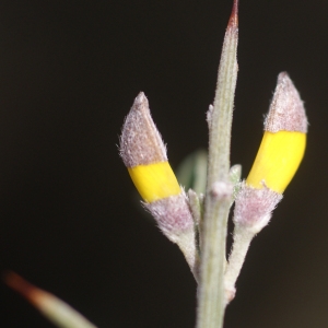 Cytisus laniger (Desf.) DC. (Calicotome velu)