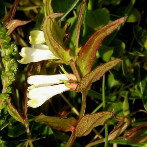 Photographie n°70857 du taxon Melampyrum pratense L. [1753]