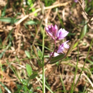 Photographie n°70881 du taxon Polygala vulgaris L. [1753]