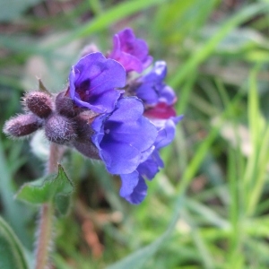 Photographie n°70882 du taxon Pulmonaria longifolia (Bastard) Boreau [1857]