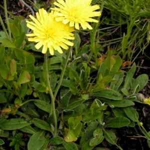 Photographie n°70892 du taxon Hieracium pilosella L. [1753]