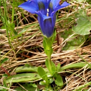 Photographie n°70898 du taxon Gentiana angustifolia Vill. [1787]