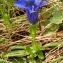  Alain Bigou - Gentiana angustifolia Vill. [1787]